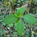 Lonicera periclymenum Leaf