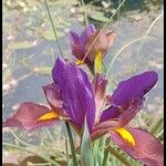 Iris spuria Flower