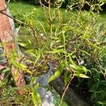 Salix viminalisLeht