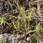 Echinaria capitata Habit