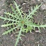 Cirsium rivulare Yaprak