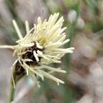 Carex halleriana Λουλούδι