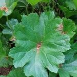 Darmera peltata Blatt