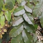 Pterocarpus soyauxii Levél