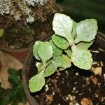 Kalanchoe miniata Folha