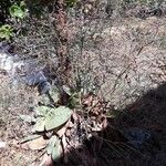 Limonium scoparium Leaf