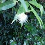 Syzygium jambos Квітка