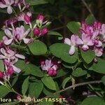 Lonicera arborea Квітка