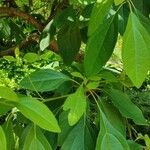 Sassafras albidum পাতা