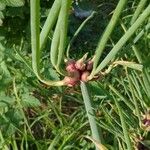 Allium canadense Fruit