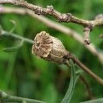 Centaurea stoebe Плод