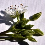 Stellaria graminea Fula