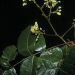 Vantanea parviflora Deilen