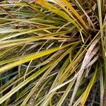 Carex testacea List