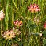 Trifolium fucatum Natur