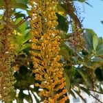 Lophanthera lactescens Flor
