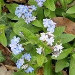 Myosotis sylvatica অভ্যাস