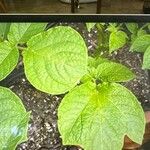 Solanum tuberosum पत्ता