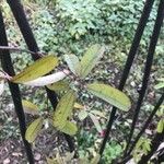 Akebia quinata ഇല