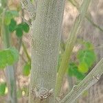 Moringa oleifera বাকল