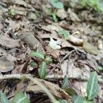 Chimaphila maculata Hábito