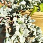 Lampranthus deltoides Leaf