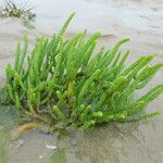 Salicornia procumbens Характер