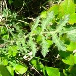 Sisymbrium austriacum Levél