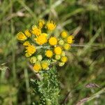 Tephroseris palustris Flower