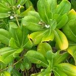 Scaevola taccada पत्ता