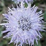 Globularia vulgaris Fula