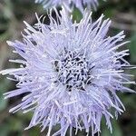 Globularia vulgaris 花