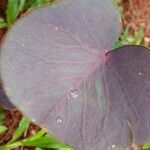 Oxalis cordata