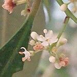 Ilex paraguariensis Λουλούδι
