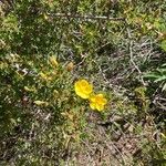 Rosa ecae Fula