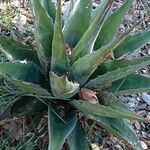 Agave salmiana Habitus