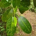 Melicope borbonica Leaf