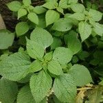 Boehmeria cylindrica Листок