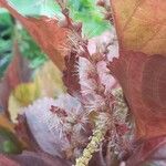 Acalypha wilkesiana Fruit