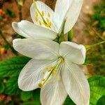 Bauhinia acuminata Kvet