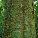 Irvingia excelsa چھال
