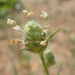 Plantago indica Habit