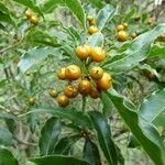 Pittosporum senacia Vili