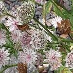 Astrantia major 花