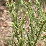 Galatella sedifolia Flower