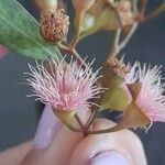 Eucalyptus sideroxylon Květ