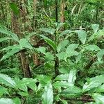 Ocotea meziana Hábito