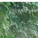 Festuca flavescens Flower