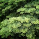 Abies concolor Fuelha