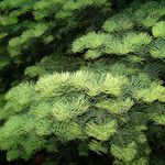 Abies concolor Blatt